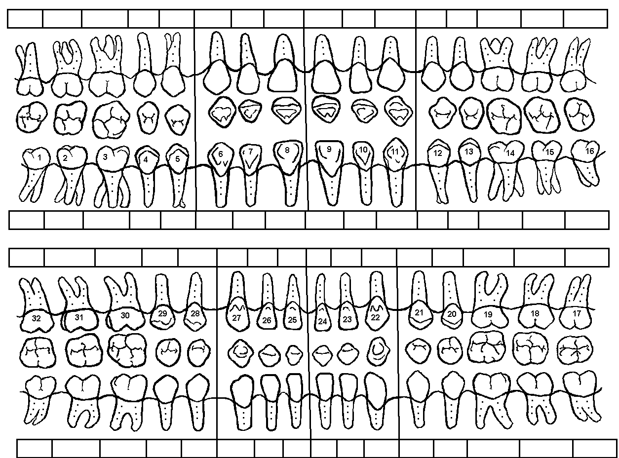 Canadian Dental Tooth Chart