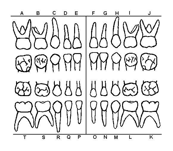 Periodontal Charting Form